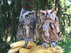 Scooter And Sam John James Audubon Center At Mill Grove