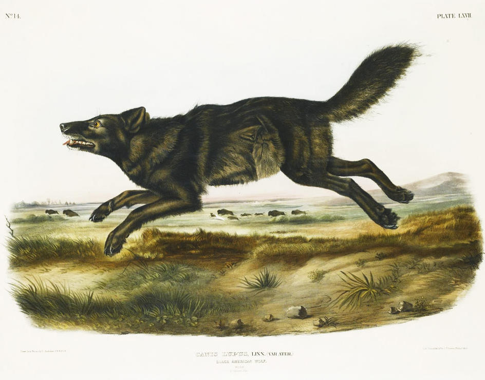 Extinction of the Florida Black Wolf | John James Audubon Center at