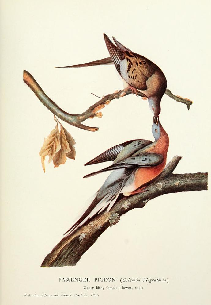 Billions to none... the extinction of the Passenger Pigeon John James