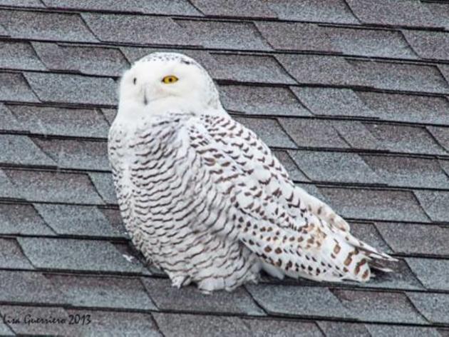 Snowy Owls are in our area!
