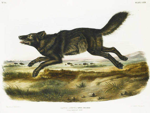 Extinction of the Florida Black Wolf