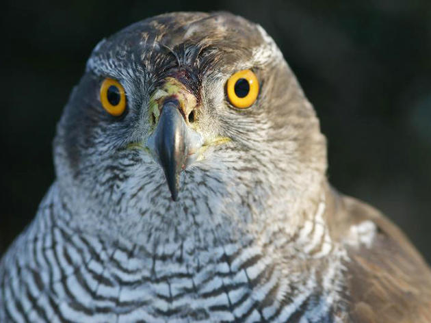 Watch Birding in the City