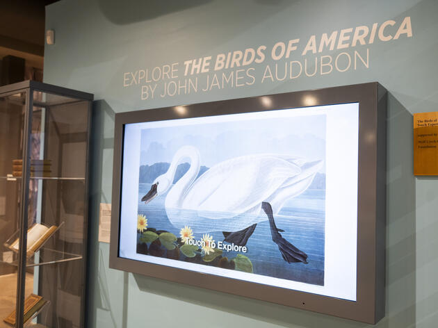 Audubon's Birds of America