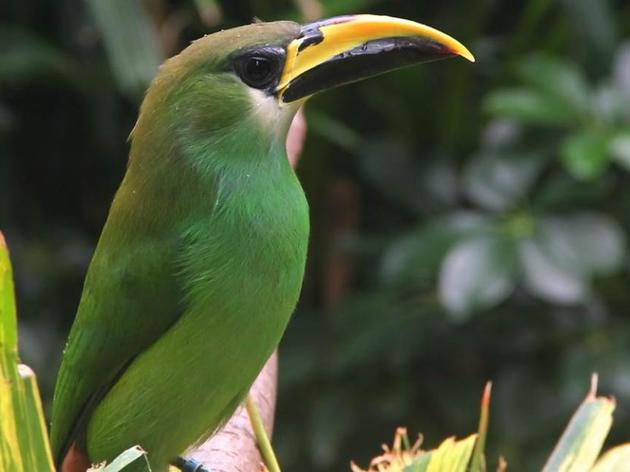 Join Audubon's Carrie Barron in Belize!