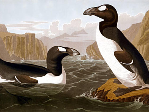 The extinction of The Great Auk