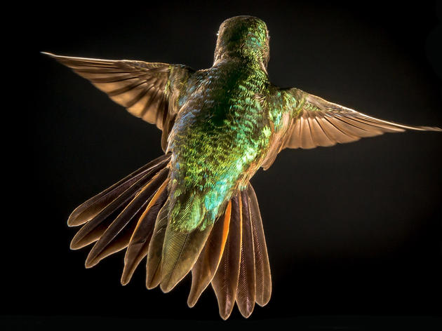 Are Early Blooms Putting Hummingbirds at Risk?