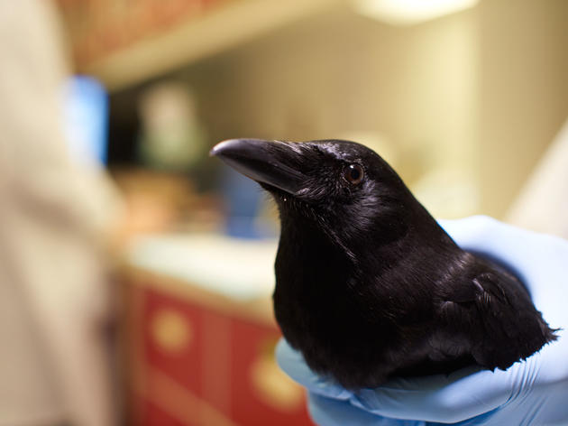 Meet the Bird Brainiacs: American Crow