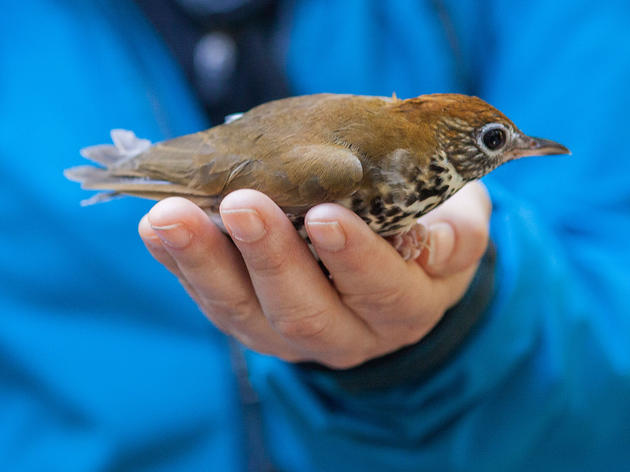 Can A Little Bird's Big-Screen Debut Help Tackle Climate Change?