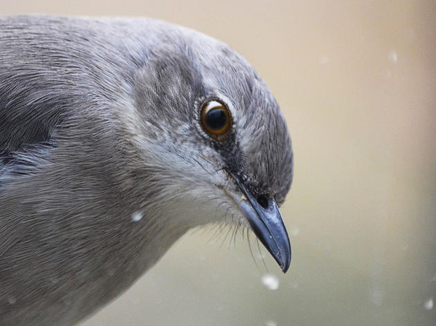 Bird Brains: They're More Complicated Than You Think