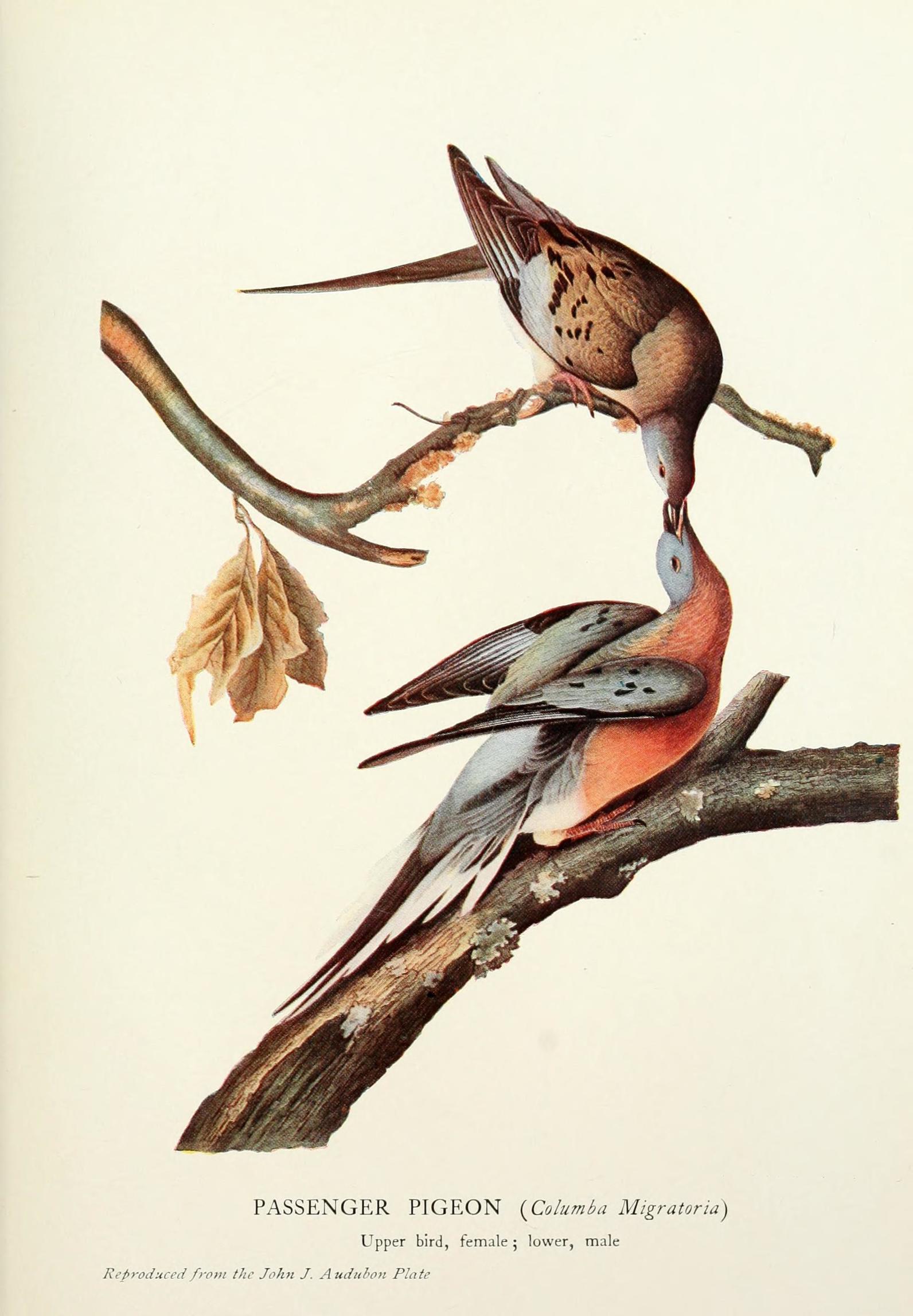 extinct passenger pigeon extinct passenger pigeon