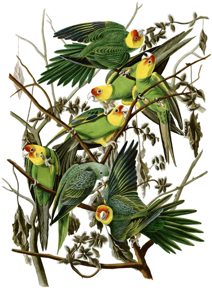 The last Carolina Parakeet | John James Audubon Center at Mill Grove