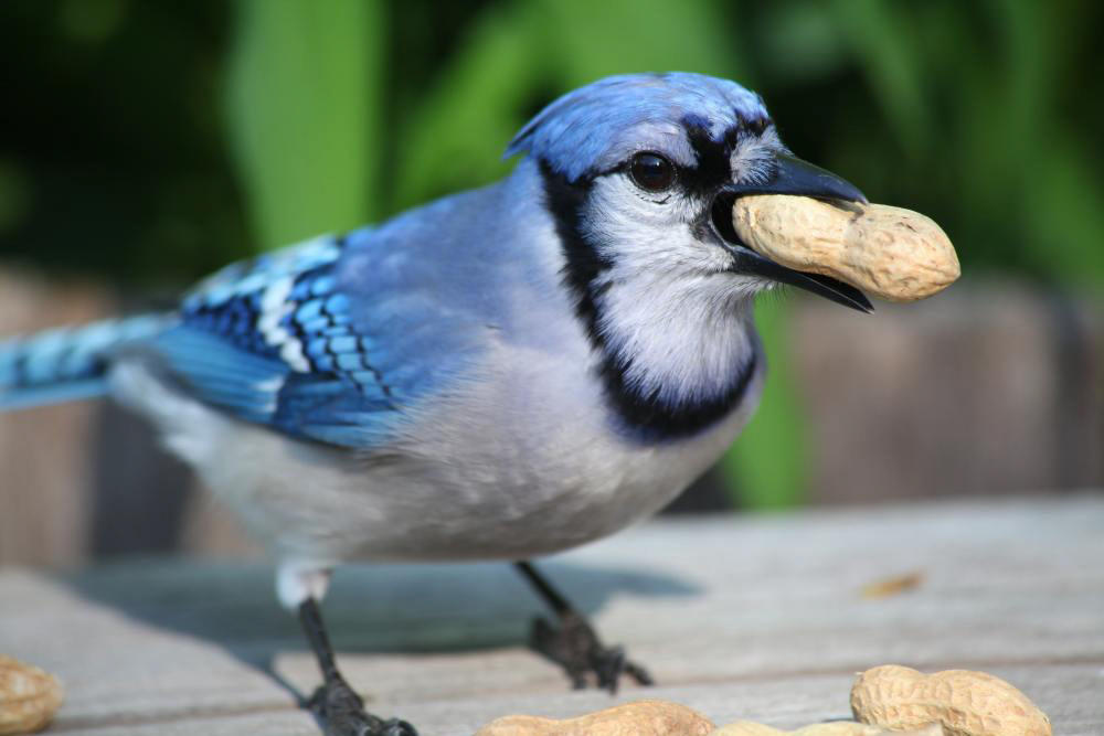 Blue Jay Bird : A Stunning Display of Nature's Beauty #Usapanghayoptv 